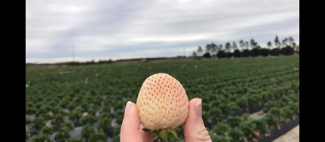 White Strawberry, $15/berry in Japan